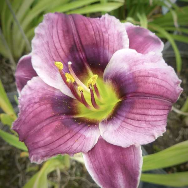 Purple Pixie Gumdrop - 1 Fan